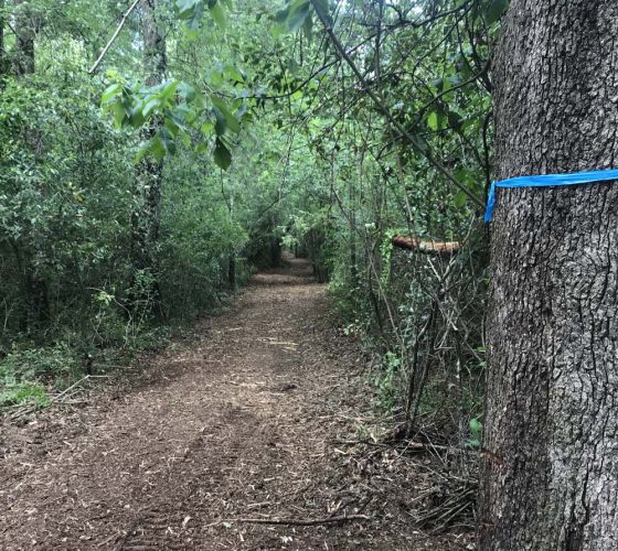 After Property Line Mulched