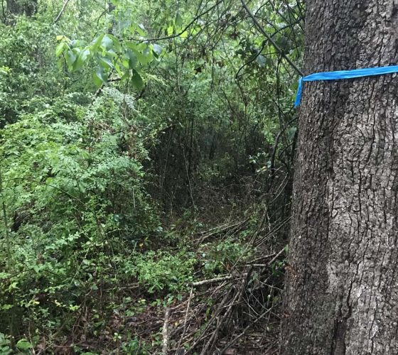 Before Property Line Mulched